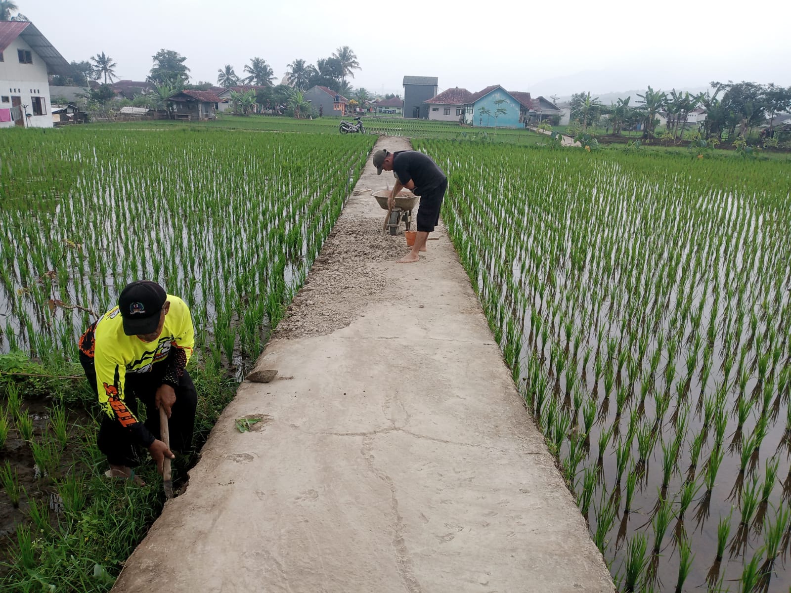 Rehabilitasi Jalan Usaha Tani...